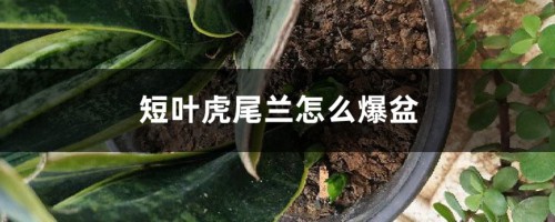 短叶虎尾兰怎么爆盆