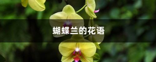 蝴蝶兰的花语