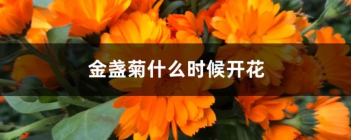 金盏菊什么时候开花