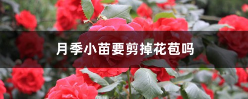 月季小苗要剪掉花苞吗