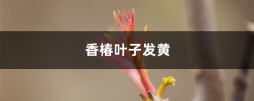 香椿黄叶的原因和处理办法