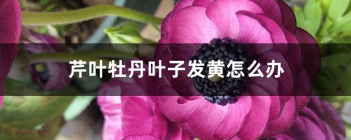 芹叶牡丹叶子发黄怎么办