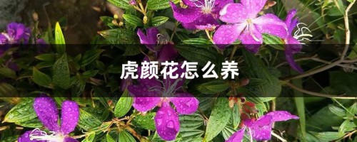 虎颜花怎么养