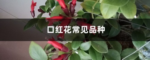 口红花常见品种