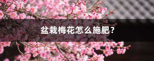 盆栽梅花怎么施肥？