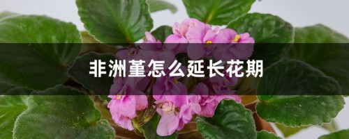 非洲堇怎么延长花期