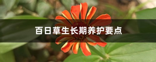 百日草生长期养护要点