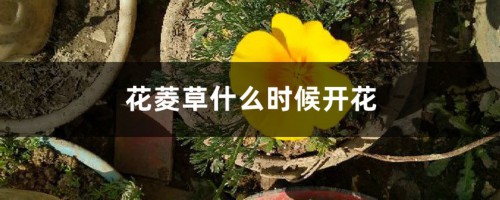 花菱草什么时候开花